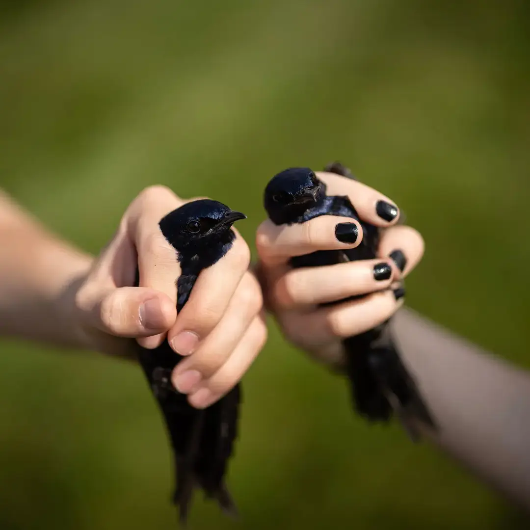 Students gently holding birds 